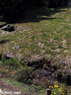 SWD2009_4_ja194.jpg