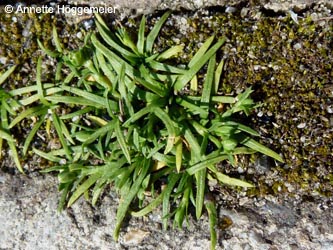 Sagina_procumbens_HERCrange050513_ho01.jpg