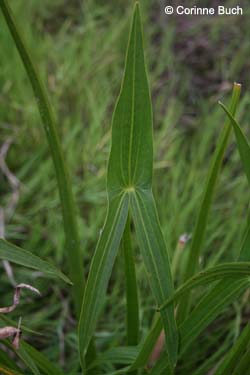 Sagittaria_sagittifolia_Elbe2008_5_CB07.jpg