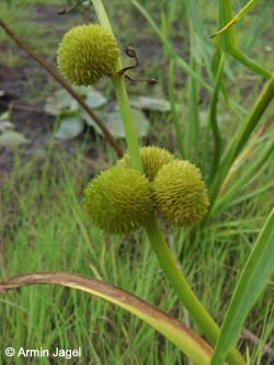 Sagittaria_sagittifolia_Elbe2008_5_ja12.jpg