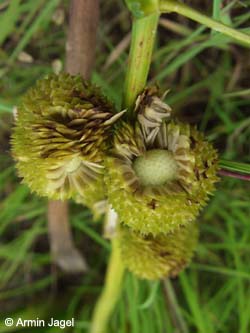 Sagittaria_sagittifolia_Elbe2008_5_ja28.jpg