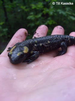 Salamandra_salamandra_GeoTag_240711_TK40.jpg