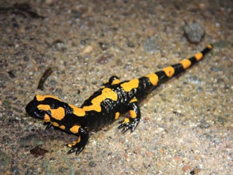 Salamandra_salamandra_NSGTippelsberg_260814_CB02.jpg