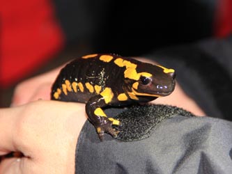 Salamandra_salamandra_NSGTippelsberg_260814_CB04.jpg