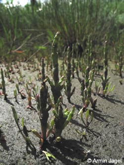 Salicornia_europaea_agg_Kyffhaeuser_ArtenerSolgraben030610_ja01.jpg