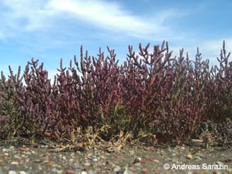 Salicornia_ramosissima_Elbe2008_4_CB14.jpg