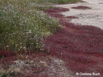 Salicornia_ramosissima_Elbe2008_4_CB45.jpg