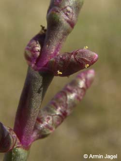 Salicornia_ramosissima_Elbe2008_4_ja29.jpg