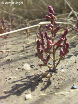 Salicornia_ramosissima_Elbe2008_4_ja38.jpg