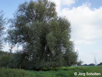 Salix_alba_DURheinhausen_130914_JScholten18.jpg