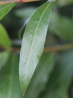 Salix_alba_KMerkenichRhein_CB01.jpg