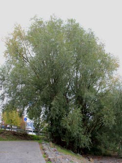 Salix_alba_Moehnesee_051014_CB01.jpg