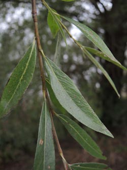 Salix_alba_Moehnesee_051014_ja01.jpg