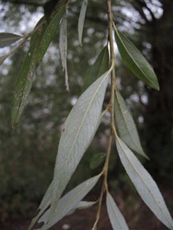 Salix_alba_Moehnesee_051014_ja03.jpg