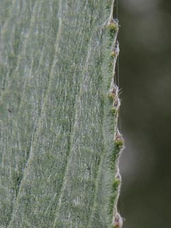 Salix_alba_Moehnesee_051014_ja08_2.jpg