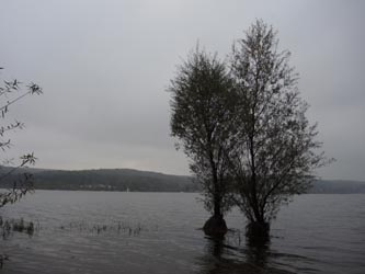 Salix_alba_Moehnesee_051014_ja23.jpg