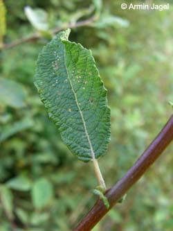 Salix_aurita_Elbe2008_8_ja13.jpg