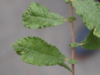 Salix_aurita_Moehnesee_051014_CRaape01.jpg