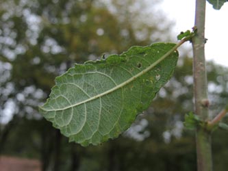 Salix_aurita_Moehnesee_051014_ja02.jpg