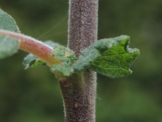 Salix_aurita_Moehnesee_051014_ja04_2.jpg