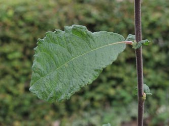 Salix_aurita_Moehnesee_051014_ja06.jpg