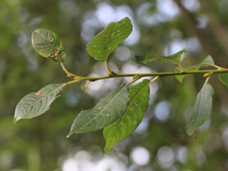 Salix_caprea_KMerkenichRhein_CB04.jpg