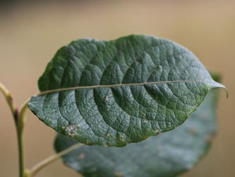 Salix_caprea_KMerkenichRhein_CB10.jpg