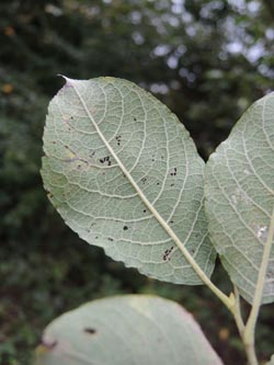 Salix_caprea_Moehnesee_051014_ja06.jpg