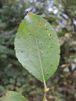 Salix_caprea_Moehnesee_051014_ja16.jpg