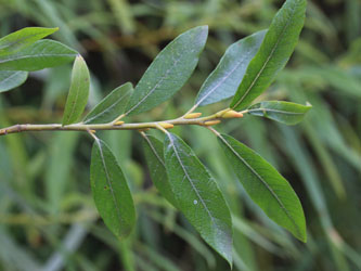 Salix_caprea_cinerea_viminalis_KMerkenichRhein_CB01.jpg