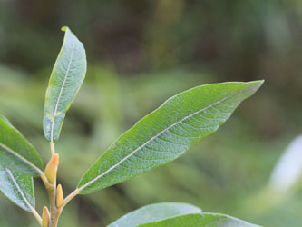 Salix_caprea_cinerea_viminalis_KMerkenichRhein_CB02.jpg