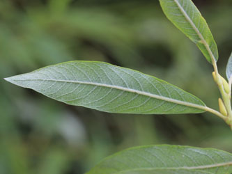 Salix_caprea_cinerea_viminalis_KMerkenichRhein_CB03.jpg