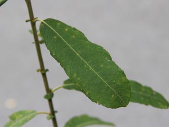 Salix_capreola_Moehnesee_051014_CB02.jpg