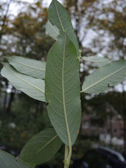 Salix_capreola_Moehnesee_051014_ja04.jpg