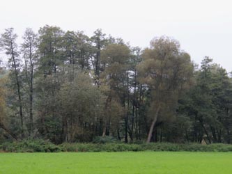 Salix_fragilis_Moehnesee_051014_CB05.jpg