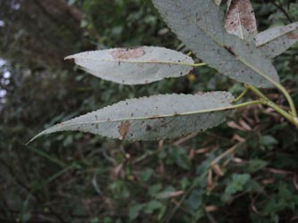 Salix_fragilis_Moehnesee_051014_ja23.jpg