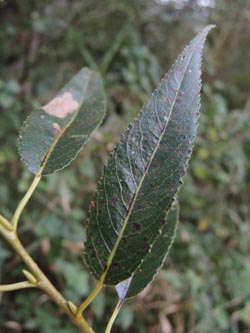 Salix_fragilis_Moehnesee_051014_ja24.jpg