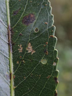Salix_fragilis_Moehnesee_051014_ja27.jpg
