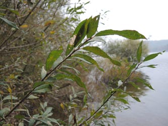 Salix_fruticosa_Moehnesee_051014_ja00.jpg