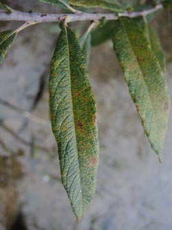 Salix_fruticosa_Moehnesee_051014_ja01.jpg