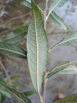 Salix_fruticosa_Moehnesee_051014_ja07.jpg