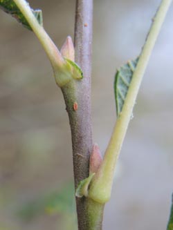 Salix_fruticosa_Moehnesee_051014_ja11.jpg