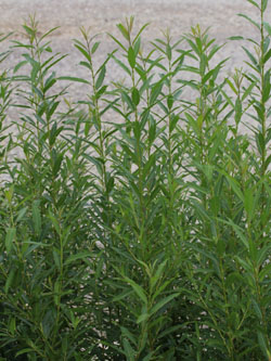 Salix_molissima_KMerkenichRhein_CB01.jpg