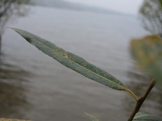 Salix_molissima_Moehnesee_051014_ja08.jpg