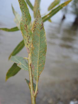 Salix_mollissima_Moehnesee_051014_ja04.jpg