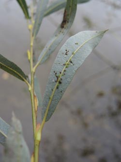 Salix_purpurea_Moehnesee_051014_ja01.jpg