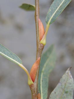 Salix_purpurea_Moehnesee_051014_ja07.jpg
