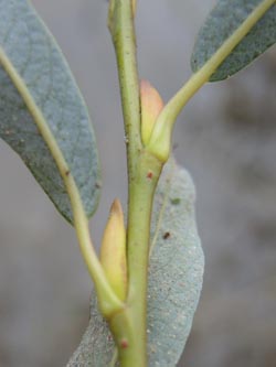 Salix_purpurea_Moehnesee_051014_ja09.jpg