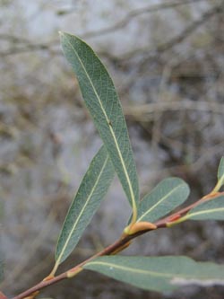 Salix_purpurea_Moehnesee_051014_ja13.jpg