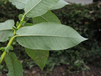 Salix_pyrifolia_Moehnesee_051014_ja05.jpg